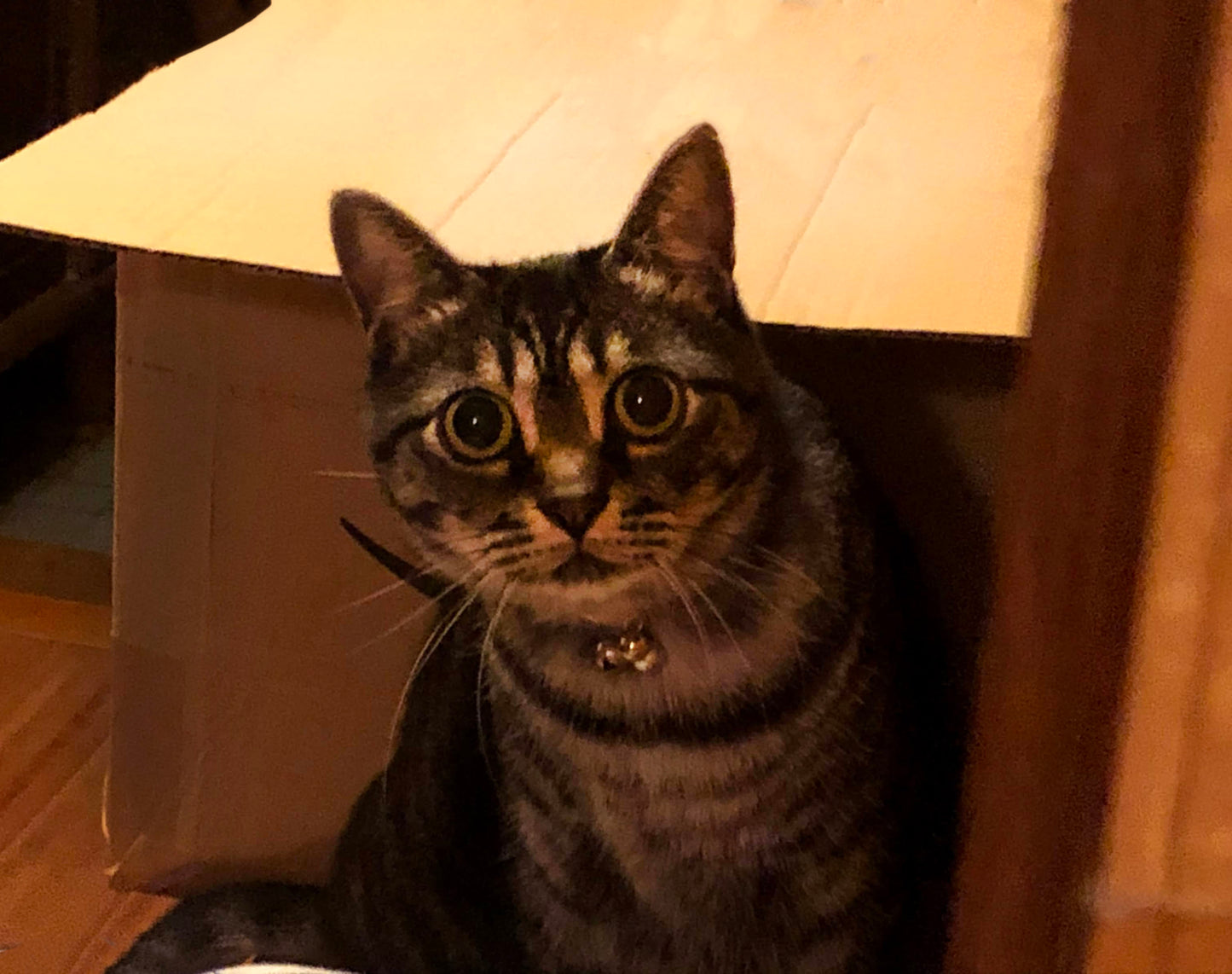 オーダーメイド : 手描き猫のイラストボード