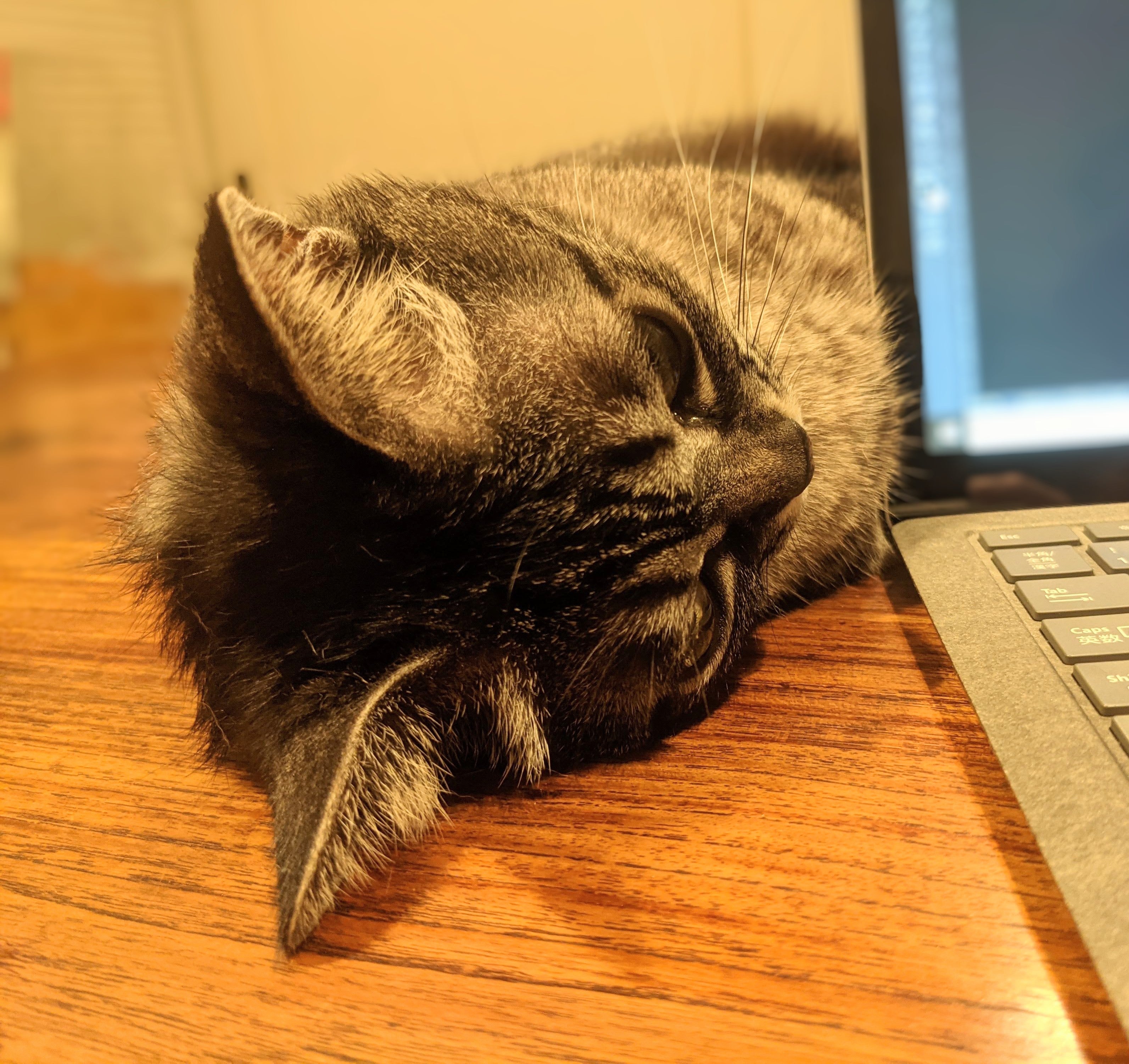 オーダーメイド : 手描き猫のイラストボード – Misa Saito